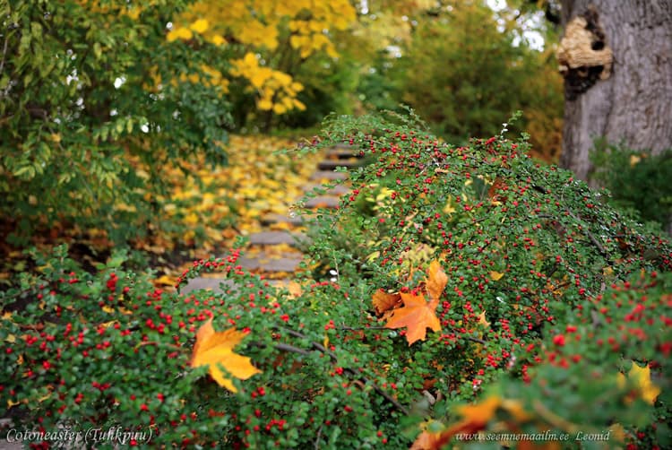 Cotoneaster horizontalis, Laiuv tuhkpuu